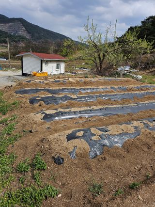 조안순님의 고추 · 영농일지 작성글 사진