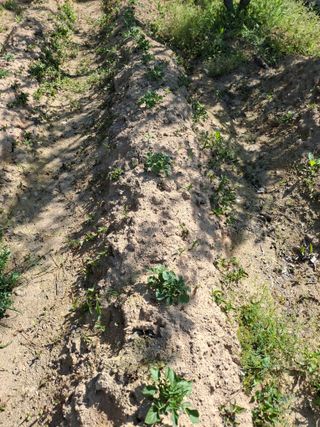 형남영님의 기타작물 · 영농일지 작성글 사진