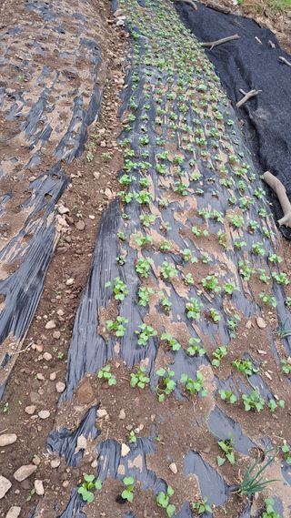 태능김동수님의 기타작물 · 영농일지 작성글 사진