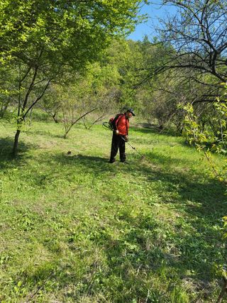반봉현님의 매실 · 영농일지 작성글 사진