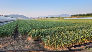 서정욱님의 마늘 · 영농일지 작성글 사진