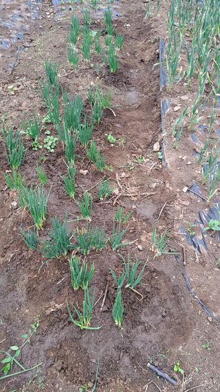 태능김동수님의 기타작물 · 영농일지 작성글 사진