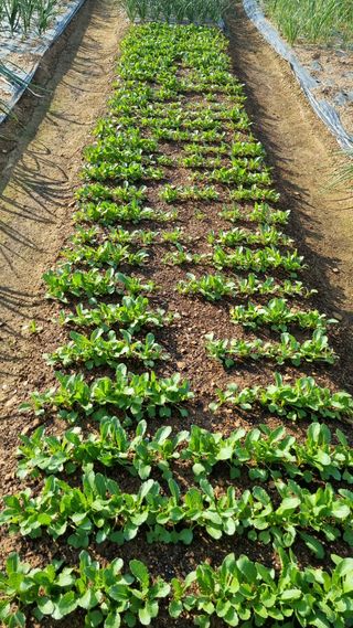 김지철님의 기타작물 · 영농일지 작성글 사진