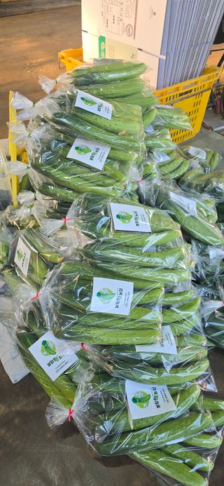 조영숙님의 오이 · 영농일지 작성글 사진