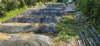 진전님의 기타작물 · 영농일지 작성글 사진