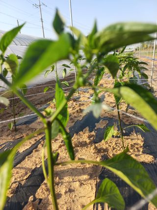 박린님의 고추 · 영농일지 작성글 사진