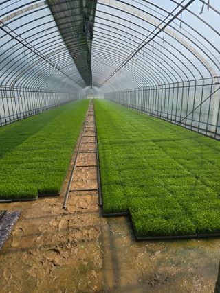 리짱님의 벼 · 영농일지 작성글 사진