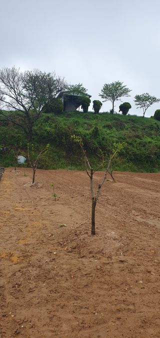 김영진님의 감 · 영농일지 작성글 사진