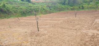 김영진님의 감 · 영농일지 작성글 사진