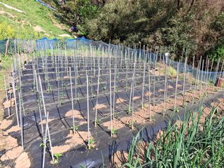 산중과실님의 기타작물 · 영농일지 작성글 사진