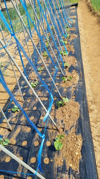 김지철님의 기타작물 · 영농일지 작성글 사진