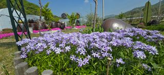 조영숙님의 오이 · 영농일지 작성글 사진