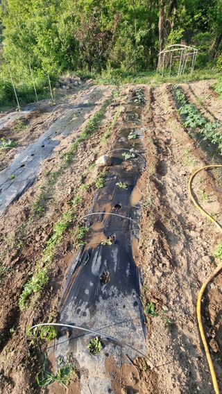 촌사리님의 호박 · 영농일지 작성글 사진