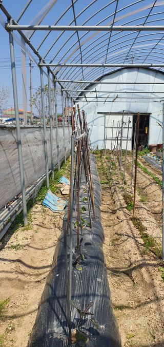 김성태님의 오이 · 영농일지 작성글 사진