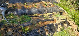 진전님의 기타작물 · 영농일지 작성글 사진