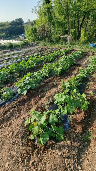 촌사리님의 호박 · 영농일지 작성글 사진