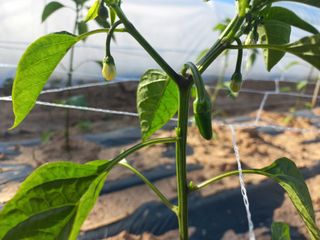 박린님의 고추 · 영농일지 작성글 사진