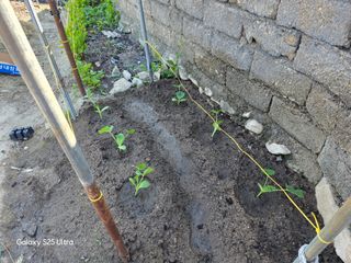 나선기님의 기타작물 · 영농일지 작성글 사진