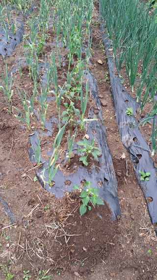 태능김동수님의 기타작물 · 영농일지 작성글 사진