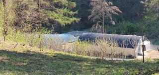 변호연님의 두릅 · 영농일지 작성글 사진