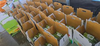 조영숙님의 오이 · 영농일지 작성글 사진