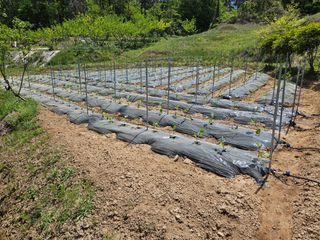 장흥식님의 기타작물 · 영농일지 작성글 사진