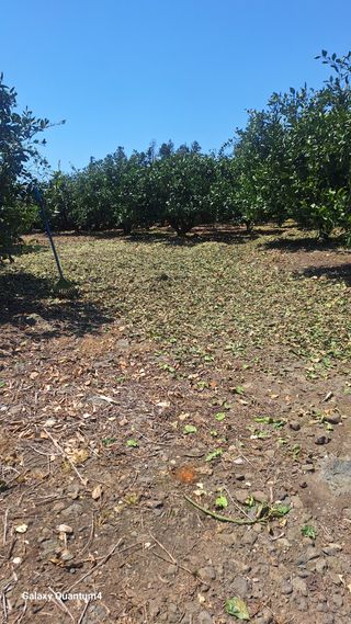 송임철님의 기타작물 · 영농일지 작성글 사진