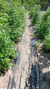 팜모닝 기타작물·영농일지 게시글 이미지