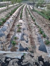 팜모닝 감자·영농일지 게시글 이미지