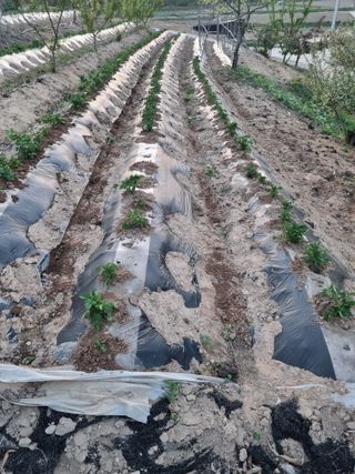 자두7424님의 감자 · 영농일지 작성글 사진