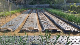 김지철님의 기타작물 · 영농일지 작성글 사진