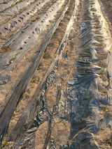 팜모닝 기타작물·영농일지 게시글 이미지