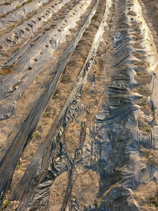 금복주님의 기타작물 · 영농일지 작성글 사진