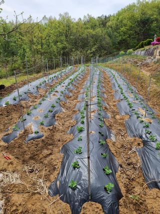 자두7424님의 기타작물 · 영농일지 작성글 사진