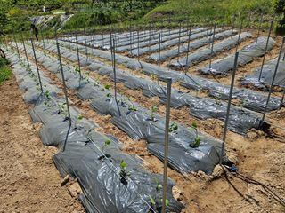 장흥식님의 기타작물 · 영농일지 작성글 사진