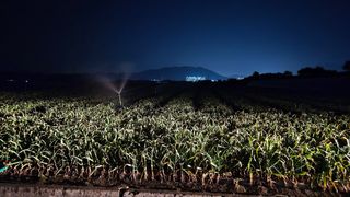 서정욱님의 마늘 · 영농일지 작성글 사진