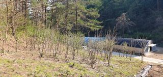 변호연님의 두릅 · 영농일지 작성글 사진