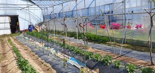 김성태님의 오이 · 영농일지 작성글 사진