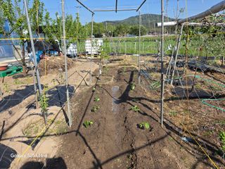 나선기님의 기타작물 · 영농일지 작성글 사진