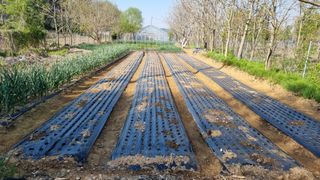 김지철님의 기타작물 · 영농일지 작성글 사진