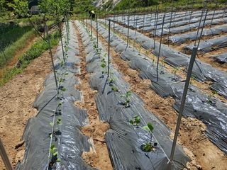 장흥식님의 기타작물 · 영농일지 작성글 사진