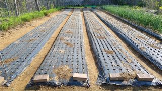 김지철님의 기타작물 · 영농일지 작성글 사진