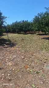 팜모닝 기타작물·영농일지 게시글 이미지