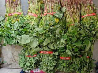 김태연님의 고구마 · 영농일지 작성글 사진