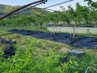 새의눈님의 기타작물 · 영농일지 작성글 사진