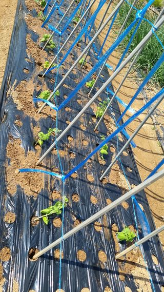 김지철님의 기타작물 · 영농일지 작성글 사진