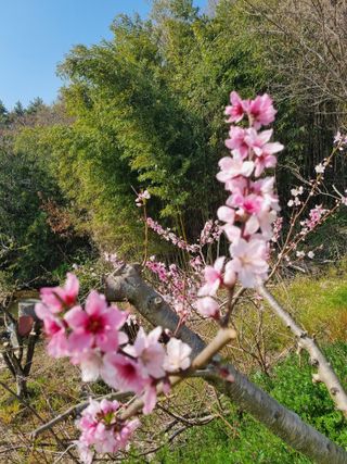 해풍맞은 맛있는 감님의 감 · 영농일지 작성글 사진