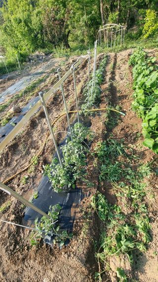 촌사리님의 호박 · 영농일지 작성글 사진