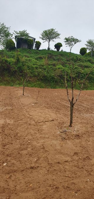 김영진님의 감 · 영농일지 작성글 사진