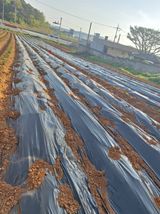 팜모닝 감자·영농일지 게시글 이미지